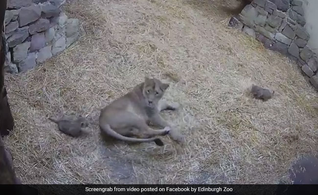 A Teeny Tiny Lion Cub Gives Her Mother A Big Fright In Cutest Video Ever