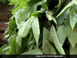 कब्ज के लिए चमत्कार से कम नहीं ये पत्ता, पेट की इन समस्याओं को दूर करने के लिए ऐसे करें इस्तेमाल कब्ज के लिए चमत्कार से कम नहीं ये पत्ता, पेट की इन समस्याओं को दूर करने के लिए ऐसे करें इस्तेमाल