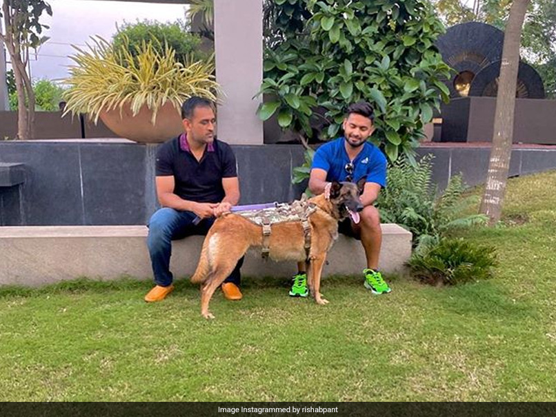 Rishabh Pant Relishes "Good Vibes" With MS Dhoni And His Dogs. See Pictures