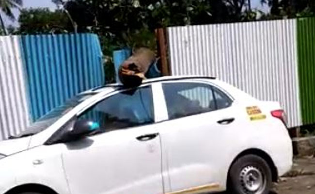 Video Shows Tree Falling On Car In Mumbai's Aarey Amid Protest