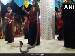 Gujarat Women Seen In Video Holding Cobras During Garba, 5 Arrested Gujarat Women Seen In Video Holding Cobras During Garba, 5 Arrested