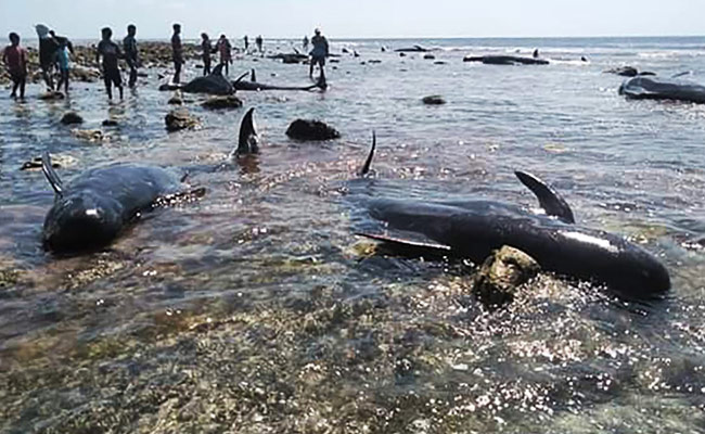 Seven Stranded Whales Found Dead In Indonesia