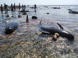 Seven Stranded Whales Found Dead In Indonesia Seven Stranded Whales Found Dead In Indonesia