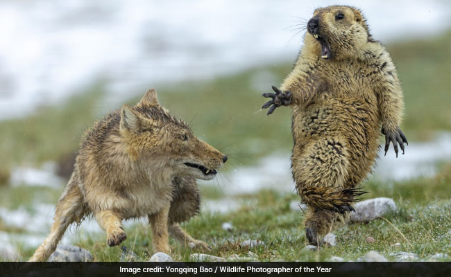 And The Wildlife Photographer Of The Year Award Goes To...
