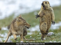 And The Wildlife Photographer Of The Year Award Goes To... And The Wildlife Photographer Of The Year Award Goes To...