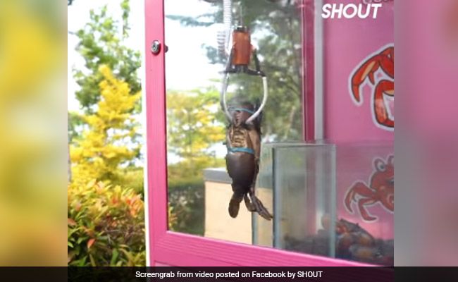 Singapore Restaurant Pulls Out Arcade-Style Machine To Catch Live Crabs Amid Row