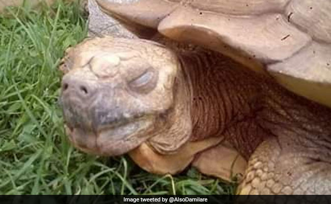 Alagba, 344-Year-Old Tortoise, "Oldest" In Africa, Dies