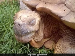 Alagba, 344-Year-Old Tortoise, "Oldest" In Africa, Dies Alagba, 344-Year-Old Tortoise, "Oldest" In Africa, Dies