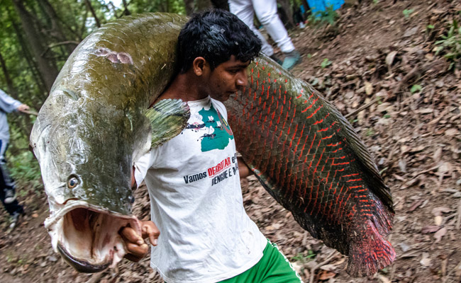 Amazon's Giant Prized Pirarucu Fish, Now On Dinner Plates At Fanciest Restaurants