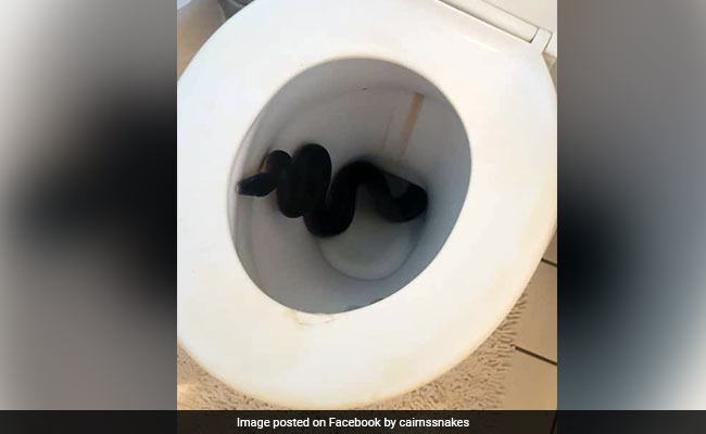 Woman Discovers Python In Bathroom - Twice In Two Days