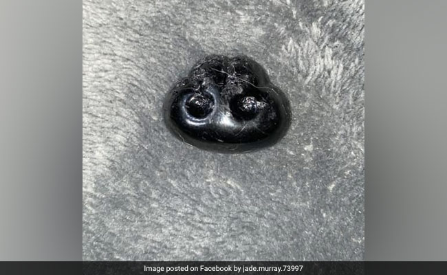 'कुत्ते की नाक' कटकर गिरी फर्श पर, महिला ने जब उसे उठाया तो हो गई हैरान, FB पोस्ट हुई वायरल