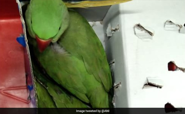 Uzbek Man Caught With 12 Parrots At Delhi Airport