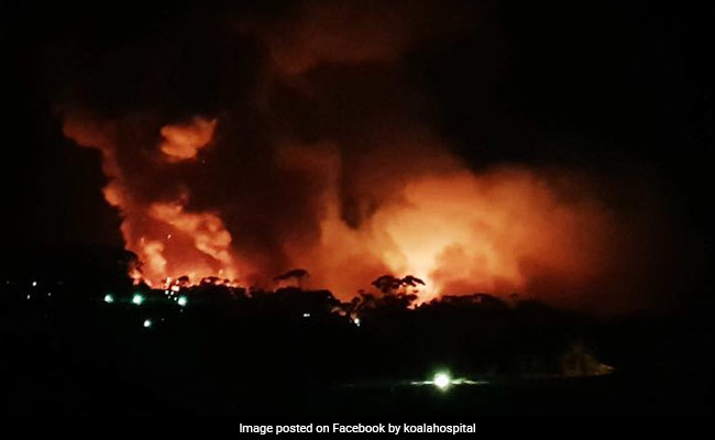 Hundreds Of Rare Koalas Feared Dead In Australia Bushfire