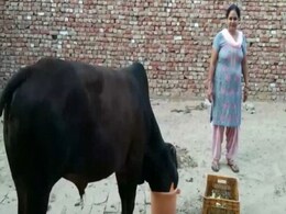 हरियाणा में सांड खा गया 4 तोला सोना, बाहर निकलवाने के लिए परिवार कर रहा ऐसा हरियाणा में सांड खा गया 4 तोला सोना, बाहर निकलवाने के लिए परिवार कर रहा ऐसा