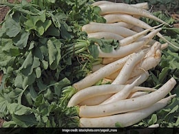 Health Tips : मूली के पत्तों का जूस पीने से दूर भाग जाएंगी ये 3 बीमारियां, जानें फायदे Health Tips : मूली के पत्तों का जूस पीने से दूर भाग जाएंगी ये 3 बीमारियां, जानें फायदे
