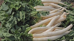 Mooli Patta Boosts Health; Here's How Radish Leaves Are Beneficial In Winter