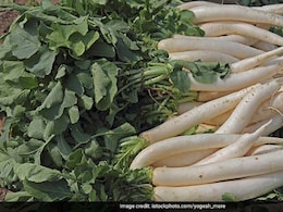 Mooli Patta Boosts Health; Here's How Radish Leaves Are Beneficial In Winter Mooli Patta Boosts Health; Here's How Radish Leaves Are Beneficial In Winter