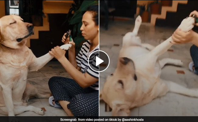 नाखून कटवाते समय कुत्ते ने किया कुछ ऐसा कि वीडियो हो गया वायरल, अब उसकी एक्टिंग को मिल रही तारीफ