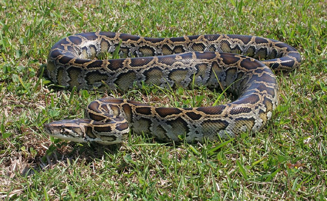 9-Foot Python Swallows Cat In Gujarat Village