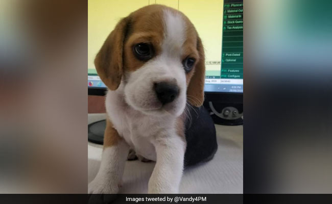 Pet Dog "Kidnapped" In Pune Returns, Zomato Denies Involvement Of Staff