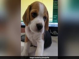 Pet Dog Goes Missing After Zomato Delivery Man Walks Off With It In Pune Pet Dog Goes Missing After Zomato Delivery Man Walks Off With It In Pune