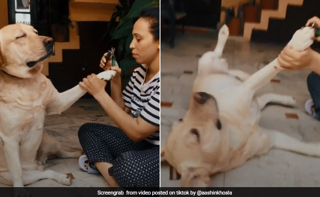 Another Dramatic Dog 'Faints' To Avoid Nail Trimming In Funny TikTok Video