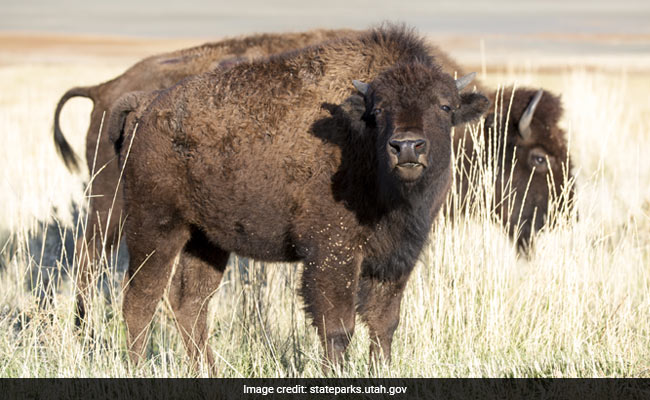 Woman In US Tossed "10 Feet Into The Air" By Bison At Yellowstone Park