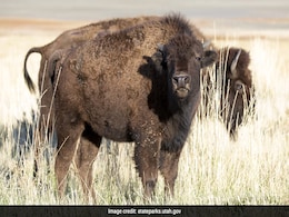 Woman In US Tossed "10 Feet Into The Air" By Bison At Yellowstone Park Woman In US Tossed "10 Feet Into The Air" By Bison At Yellowstone Park