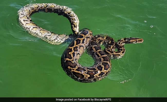 Watch: 11-Foot Python Found Swimming Off Florida Coast