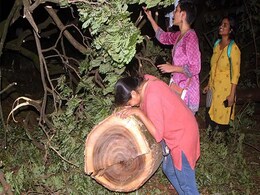 2,141 Trees Cut In Aarey Colony, Construction Will Happen: Mumbai Metro 2,141 Trees Cut In Aarey Colony, Construction Will Happen: Mumbai Metro