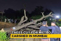 Activists Detained As Bulldozers Roll Into Mumbai's Aarey, Cut Trees Activists Detained As Bulldozers Roll Into Mumbai's Aarey, Cut Trees
