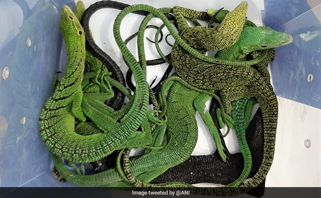 Exotic Pythons, Lizards Seized From Chennai Airport, 2 Detained: Cops