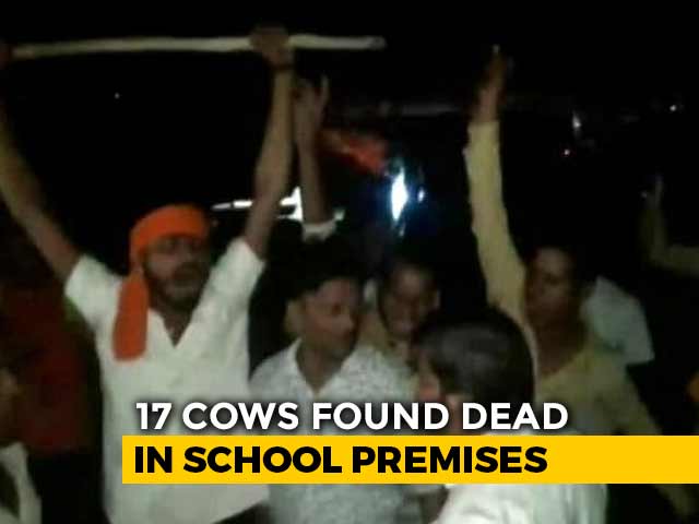17 Cows Locked Up Inside Classroom In Madhya Pradesh Die, Probe Ordered