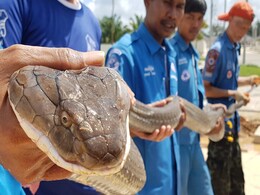नाले के अंदर घूम रहा था 13 फुट का खतरनाक King Cobra, पकड़ने के लिए लोग आए तो... नाले के अंदर घूम रहा था 13 फुट का खतरनाक King Cobra, पकड़ने के लिए लोग आए तो...