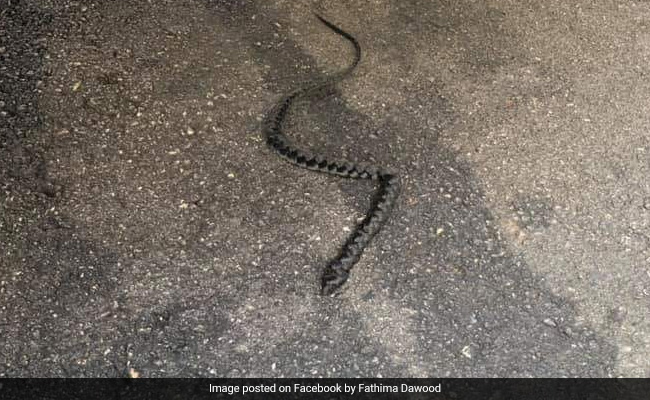 Woman Screams On Seeing 'Snake'. It Turns Out To Be...