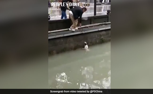 पानी में ढूब रहा था कुत्ता, शख्स ने जिंदगी दांव पर लगाकर बचाई जान, देखें VIDEO