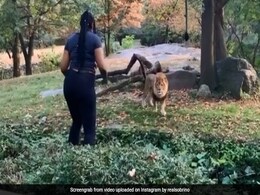 On Camera, Woman Climbs Inside Zoo Exhibit, Taunts Lion. Then... On Camera, Woman Climbs Inside Zoo Exhibit, Taunts Lion. Then...