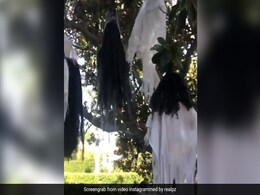 मॉर्निंग वॉक पर गईं प्रीति जिंटा को पेड़ पर टंगा दिखा कुछ ऐसा, Video उड़ा देगा होश मॉर्निंग वॉक पर गईं प्रीति जिंटा को पेड़ पर टंगा दिखा कुछ ऐसा, Video उड़ा देगा होश