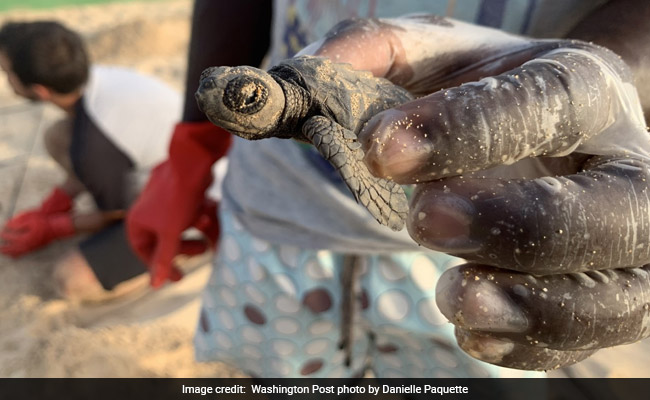 "No Reproduction": Warming Climate Turning Baby Sea Turtles Into 1 Gender