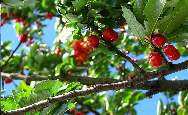 Get Out Your Green Thumb With These 10 Best Selling Outdoor Plants On Amazon