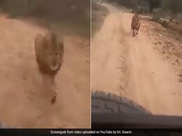 Lion Chases Tourists On Safari In Karnataka. Terrifying Video Is Viral Lion Chases Tourists On Safari In Karnataka. Terrifying Video Is Viral