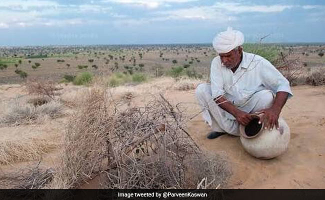 दमदार! 75 वर्षीय इस बुजुर्ग ने 50 सालों में लगाए 27 हजार पेड़