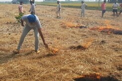 Fields on fire in Punjab Fields on fire in Punjab