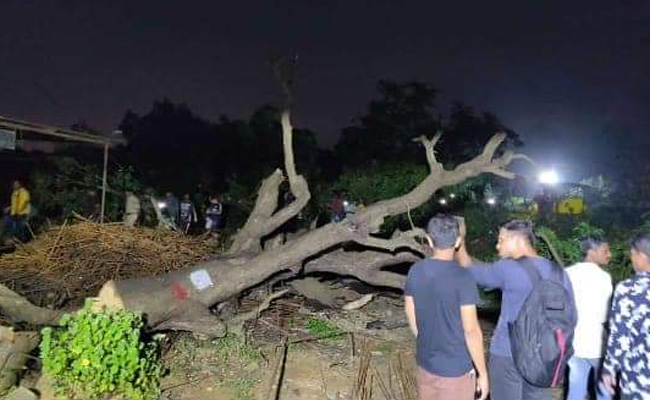 Tree Cutting Begins At Mumbai's Aarey Colony, Activists Protest