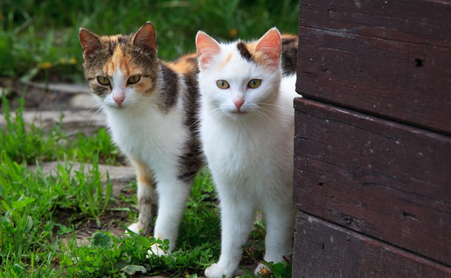 UK Neighbour's Fight Over Pet Cat Leads To Costly Court Battle
