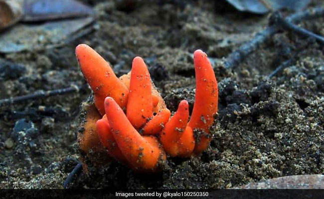 ये है दुनिया की सबसे जानलेवा 'मशरूम', सिर्फ छू लेने से ही हो जाती है मौत