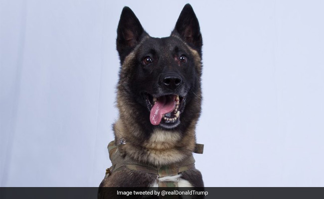 "Hero" Dog Who Chased ISIS Chief To Get White House Homecoming: Donald Trump