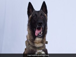 "Name Not Declassified": Trump Tweets Pic Of Dog Who Chased Baghdadi "Name Not Declassified": Trump Tweets Pic Of Dog Who Chased Baghdadi