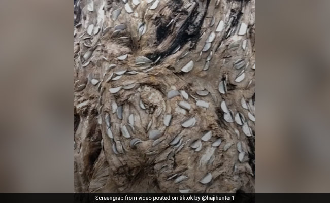 TikTok Top 5: मिल गया 'पैसों का पेड़', यकीन नहीं तो देखिए ये Viral Video