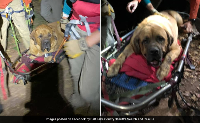Rescuers Win Hearts By Carrying Exhausted Dog Down Mountain Trail